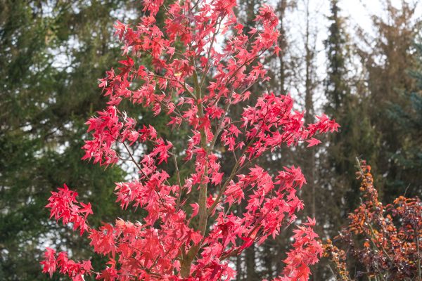 Japanese Maple Planting in Northville