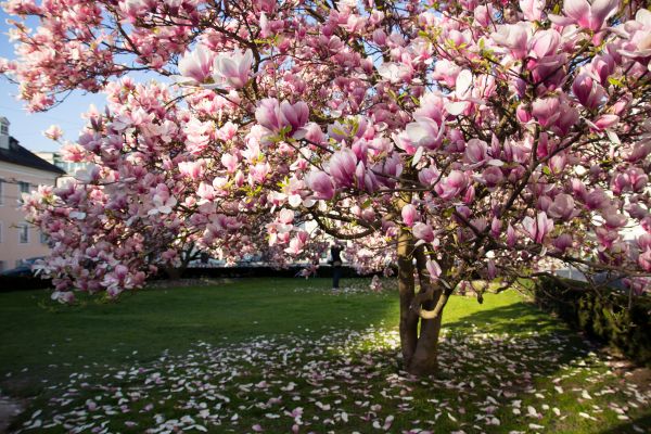 Magnolia Tree Planting in Northville