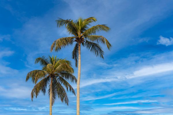 Palm Tree Planting in Northville