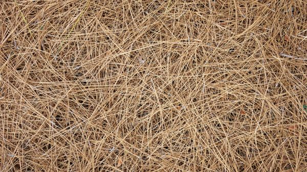 Pine Needles Delivery in Northville