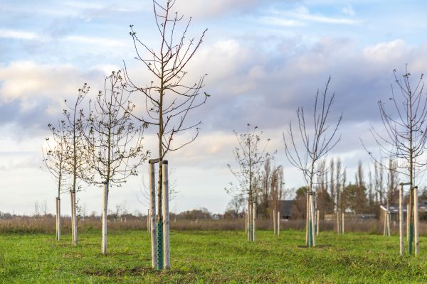 Tree Installation Service in Northville