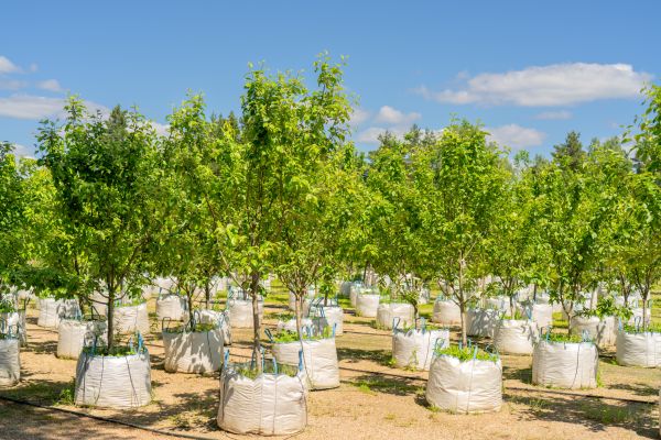 Tree Planting Service in Northville