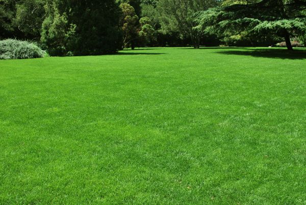 Lawn Landscaping in Northville