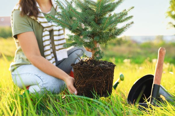 Spruce Tree Planting in Northville