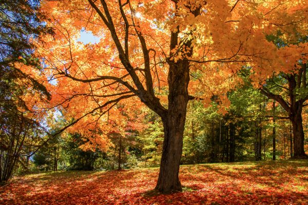Maple Tree Planting in Northville