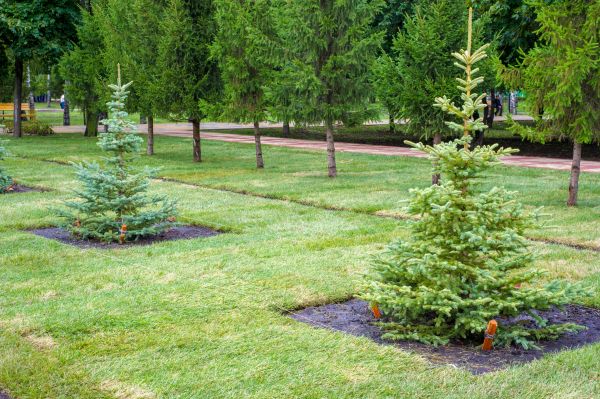Privacy Trees Planting in Northville