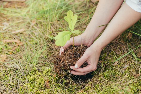 Oak Tree Planting in Northville