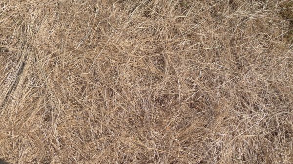 Pine Straw Replacement in Northville