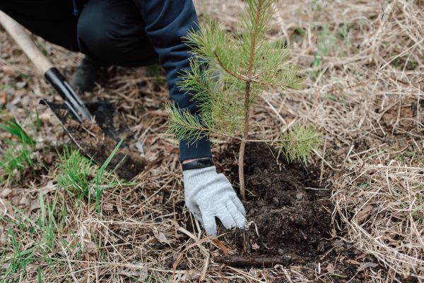Pine Tree Planting in Northville