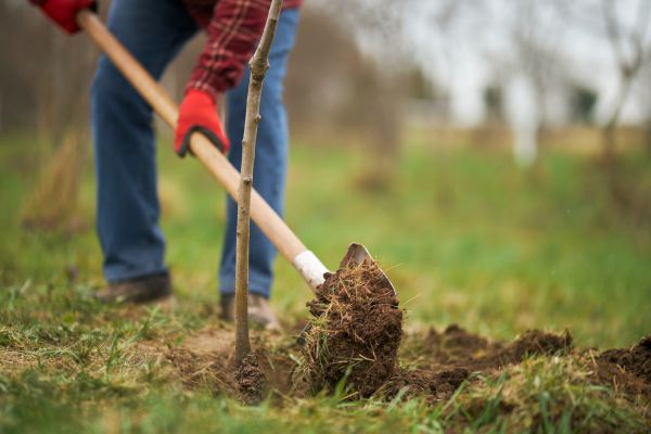 Trees Planting in Northville