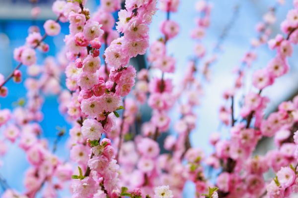 Japanese Cherry Tree Planting in Northville