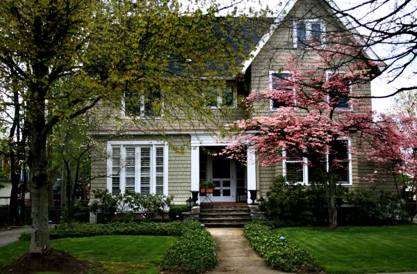 Ornamental Tree Planting in Northville