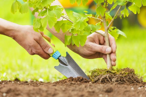 Fruit Tree Planting in Northville