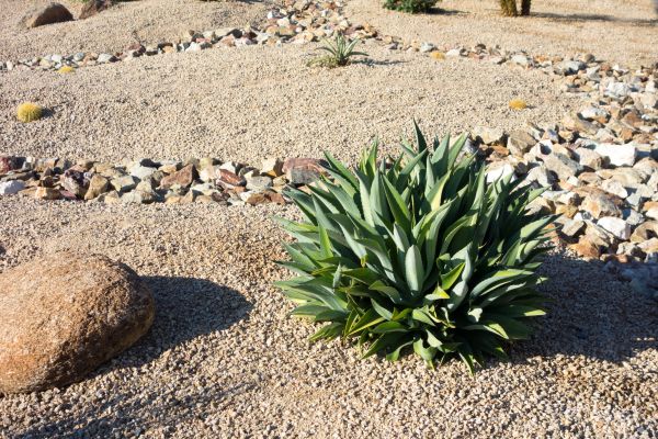 Xeriscaping Service in Northville