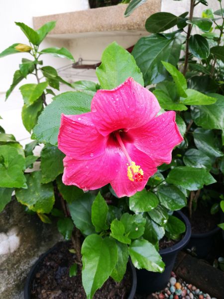 Hibiscus Planting in Northville