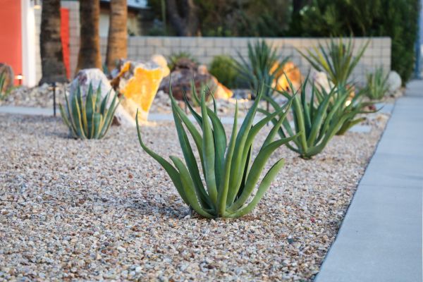 Drought Resistant Landscaping in Northville