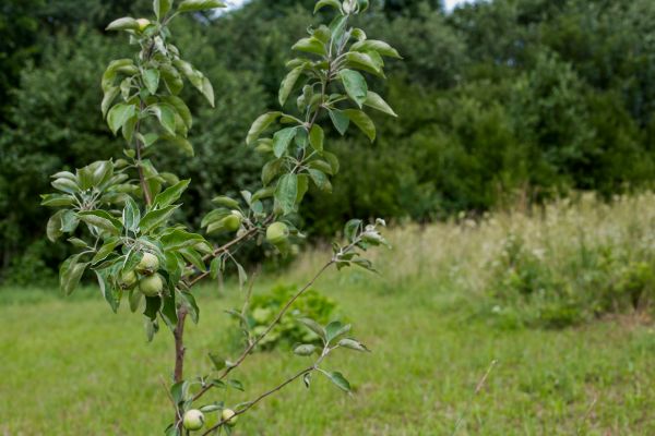 Apple Tree Planting in Northville