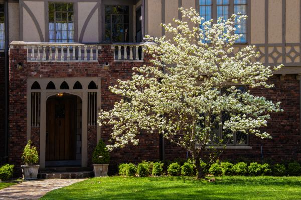 Dogwood Tree Planting in Northville